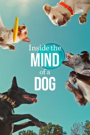 Inside the Mind of a Dog 2024 Hindi Dual Audio HDRip 1080p – 720p – 480p - Movierulz