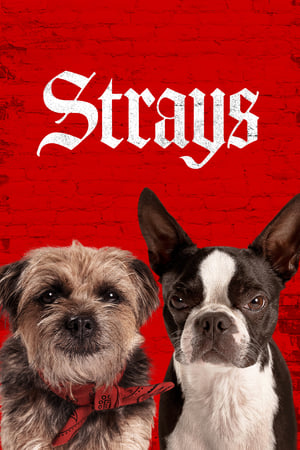 Strays (2023) Hindi Dual Audio HDRip 720p – 480p - Movierulz